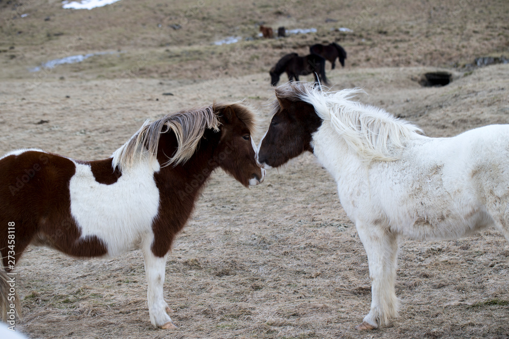 wild iceland horses with snow