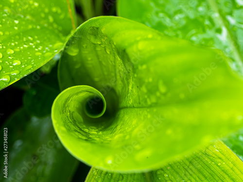 Macro of green leaf roll in the nature
