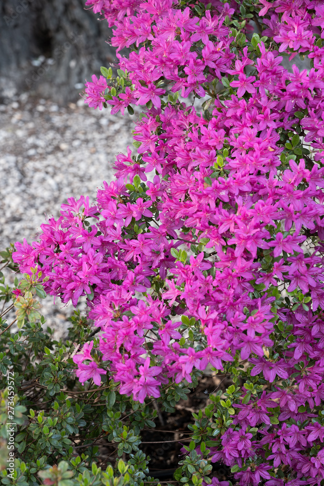 Rhododendron Nova Zembla Flowers