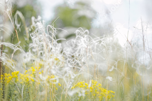 Delicate feather grass in the steppe. Close-ups
