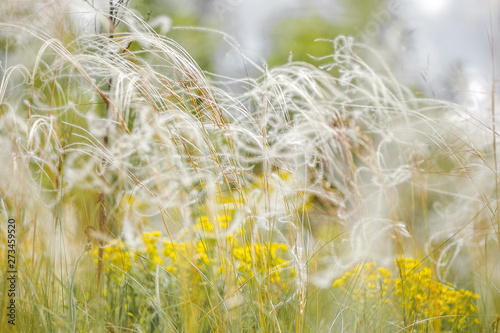 Delicate feather grass in the steppe. Close-ups