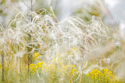 Delicate feather grass in the steppe. Close-ups