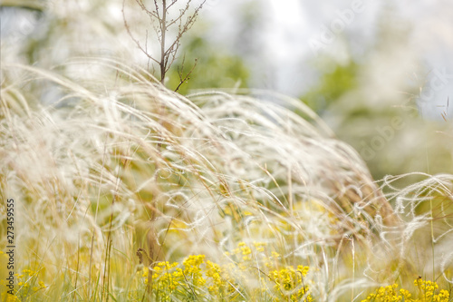 Delicate feather grass in the steppe. Close-ups