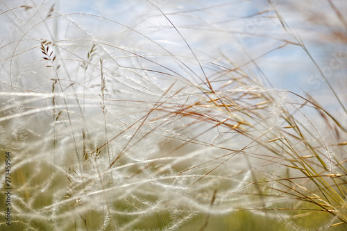 Delicate feather grass in the steppe. Close-ups