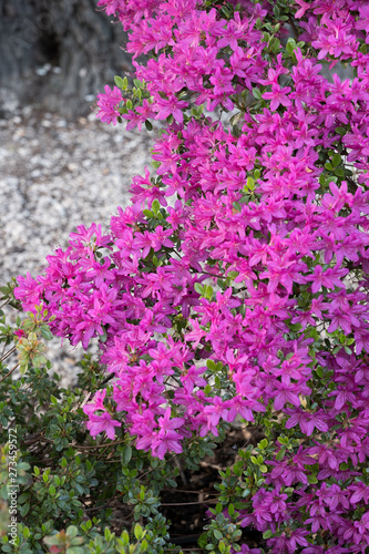 Rhododendron Nova Zembla Flowers