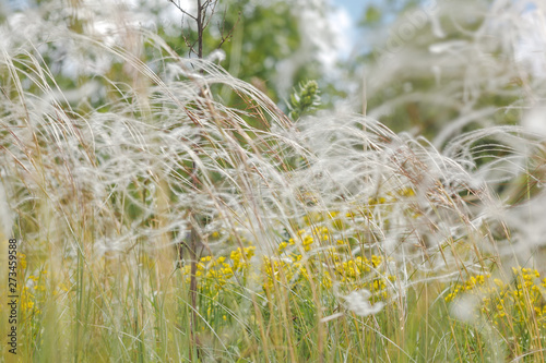 Delicate feather grass in the steppe. Close-ups