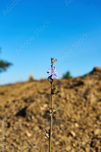 small wildflowers growing on nature away from cities pleasing their beautiful flowers and petals on a hot summer day