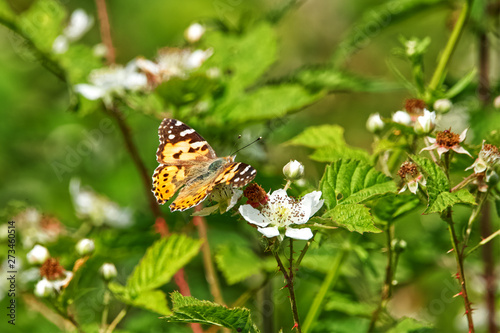 butterfly on flower, Painted Lady Vanessa cardui, a long distance migrant from North Africa, the Middle East and Central Asia 