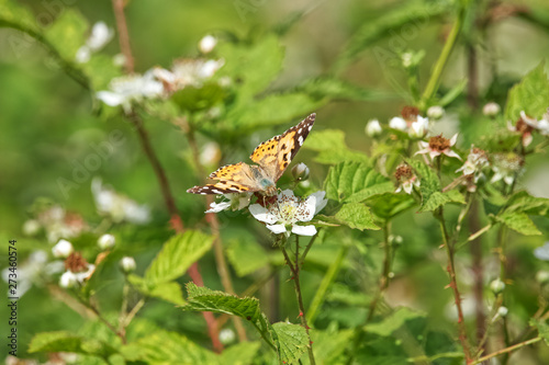 Butterfly on flower, Painted Lady Vanessa cardui, a long distance migrant from North Africa, the Middle East and Central Asia 