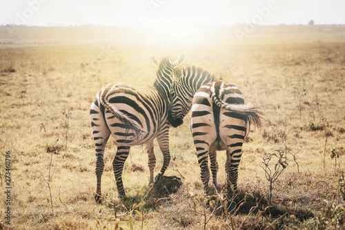 Two zebras are cuddling on the sunset in Kenya  Masai Mara national park.