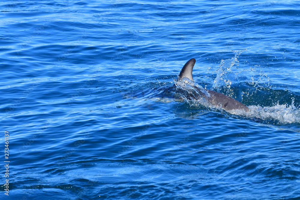 Fototapeta premium ドルフィンウォッチング
