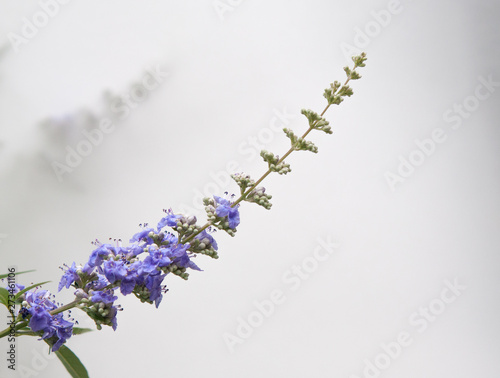 セイヨウニンジンボク　flowers of Vitex agnus-castus on white background 01