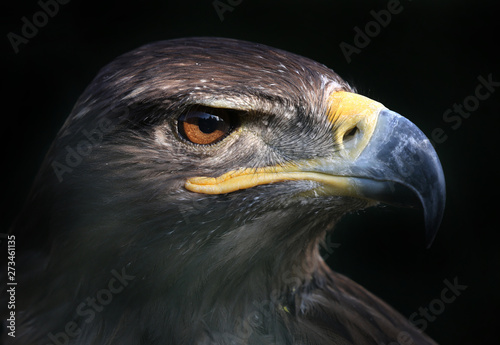 Fotografia, Obraz eagle portrait with black background