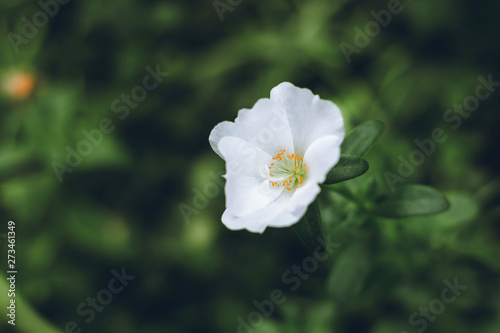 Closeup of white flower with orange pollen. green nature background