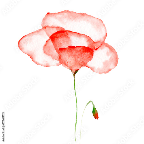 watercolor drawing of flowers - red transparent poppy