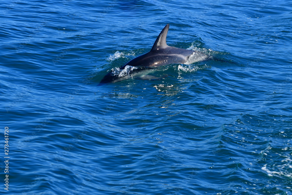 Fototapeta premium ドルフィンウォッチング