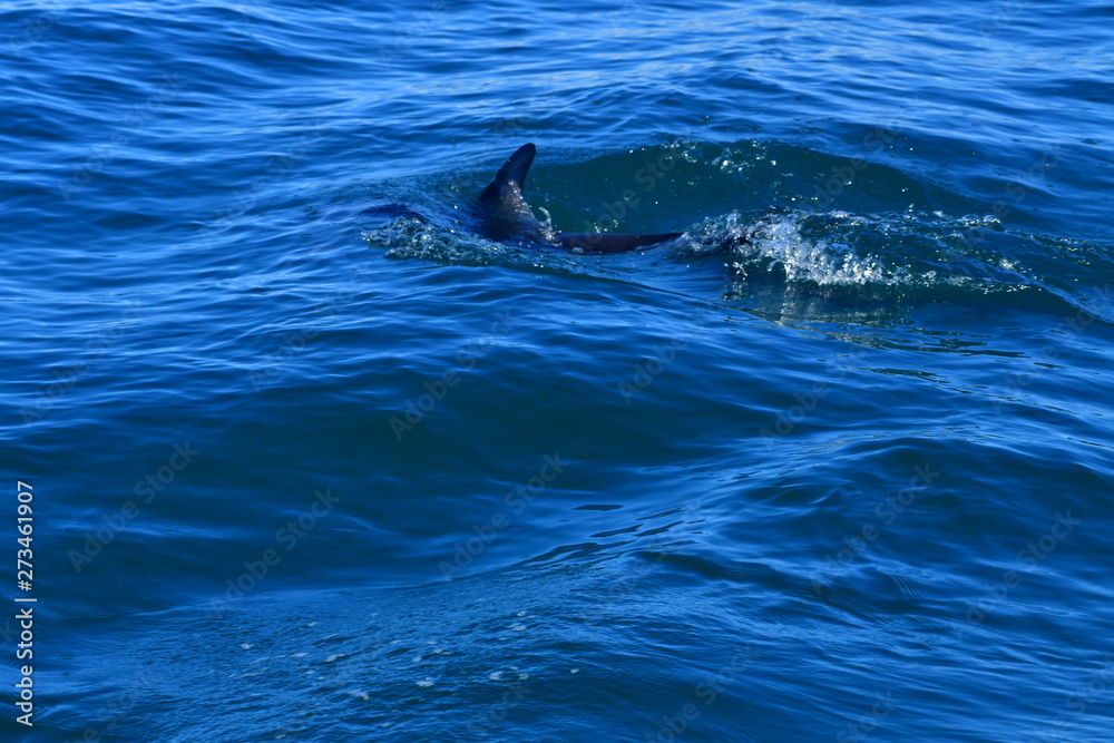 Obraz premium ドルフィンウォッチング
