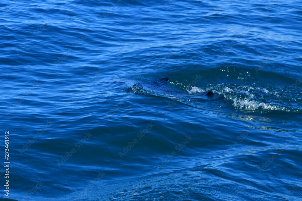 Fototapeta premium ドルフィンウォッチング