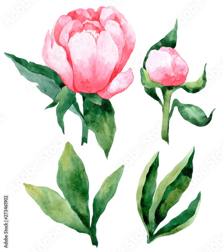 Set of watercolor pink peonies and buds. Leaves and flowers peony. Summer decoration print for wrapping, wallpaper, fabric.