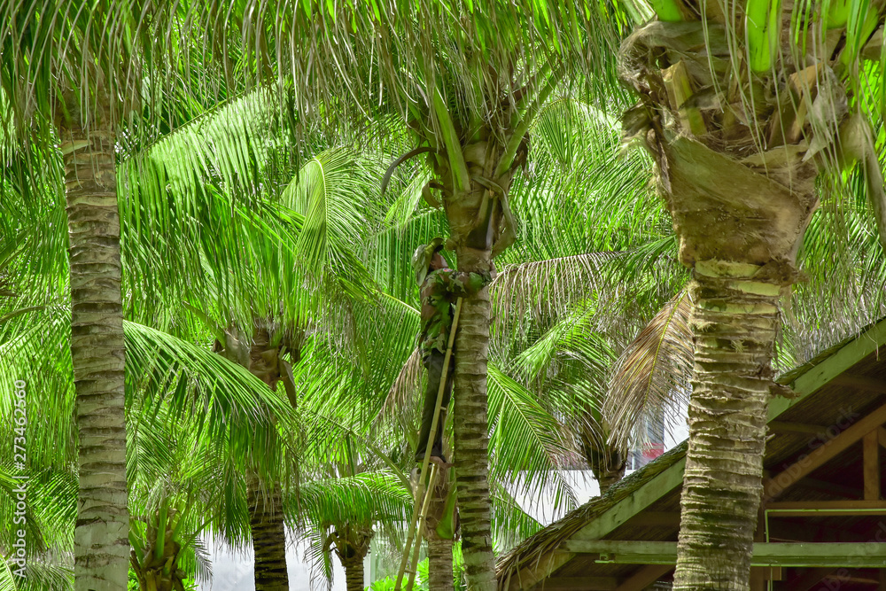 Vietnam. Cam Ranh. a gardener in overalls climbed the ladder along a tree trunk and cuts off old dried palm leaves