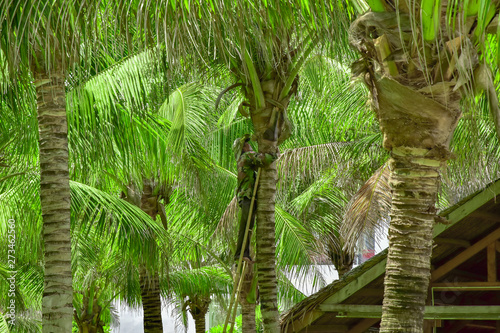 Obraz na płótnie Vietnam. Cam Ranh. a gardener in overalls climbed the ladder along a tree trunk and cuts off old dried palm leaves w salonie