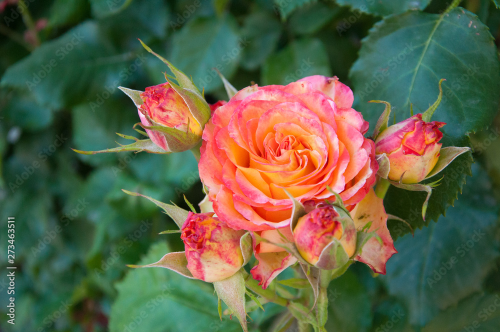 Delicate yellow coral rose grows on a background of green leaves. Garden. Summer Delicate yellow coral rose grows on a background of green leaves. Garden. Summer