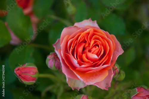 Pink rose grows on a background of green leaves. Garden. Summer