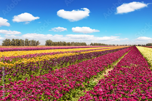 The picturesque kibbutz field