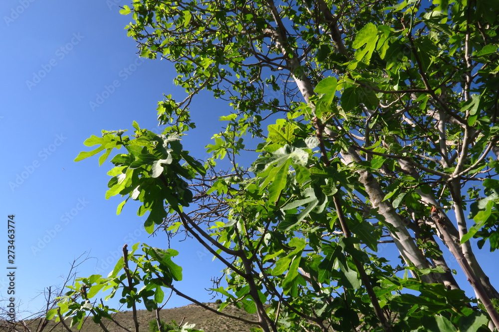 Branches de figuier au soleil avec ciel bleu Branches de figuier au soleil avec ciel bleu