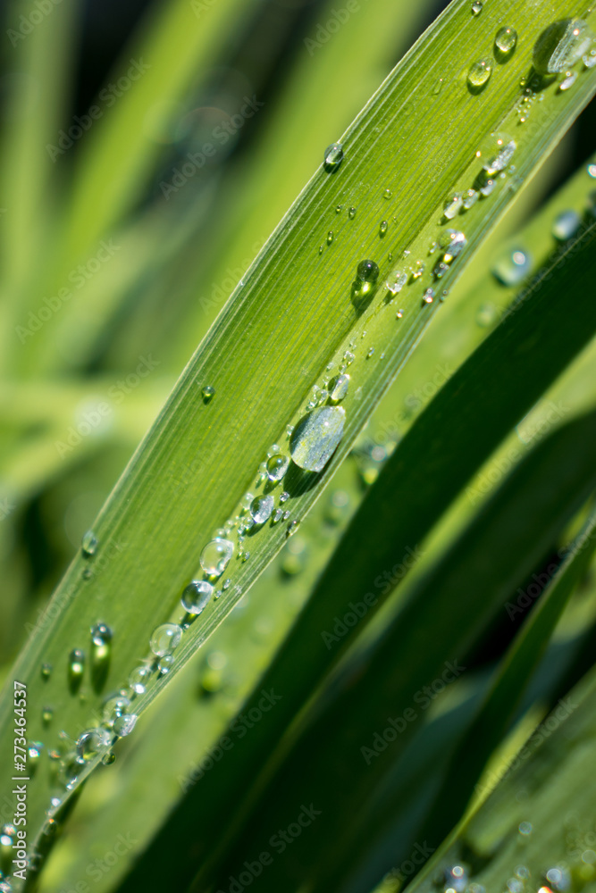 Leaves with droplets Leaves with droplets