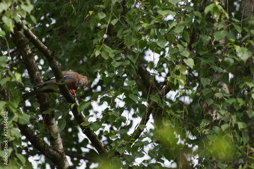 Sójka ,Ptak na drzewie ,sójka jedząca czereśnie © LBanacki