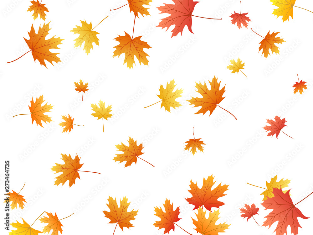 Fototapeta premium Maple leaves vector background, autumn foliage on white graphic design.