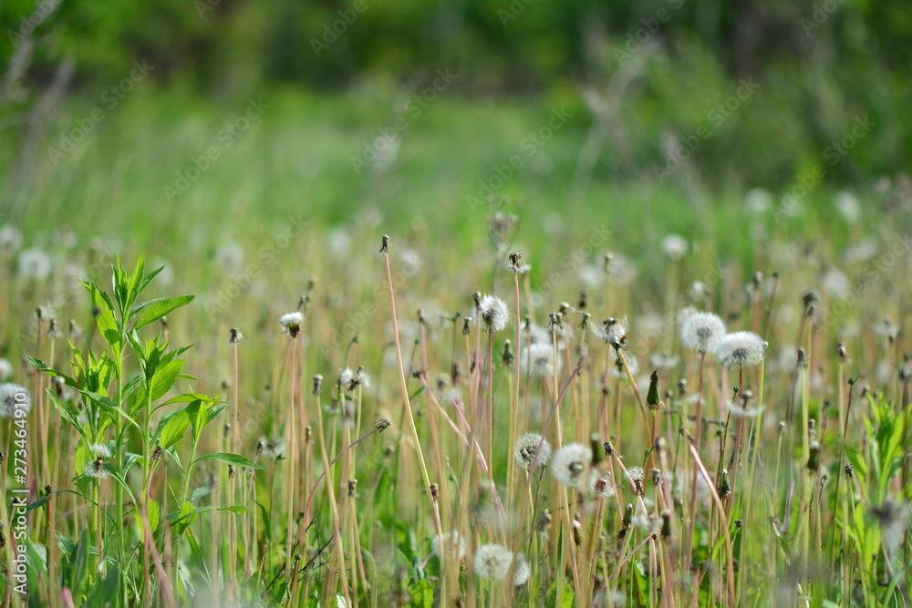 A field of dandelions with blur background A field of dandelions with blur background