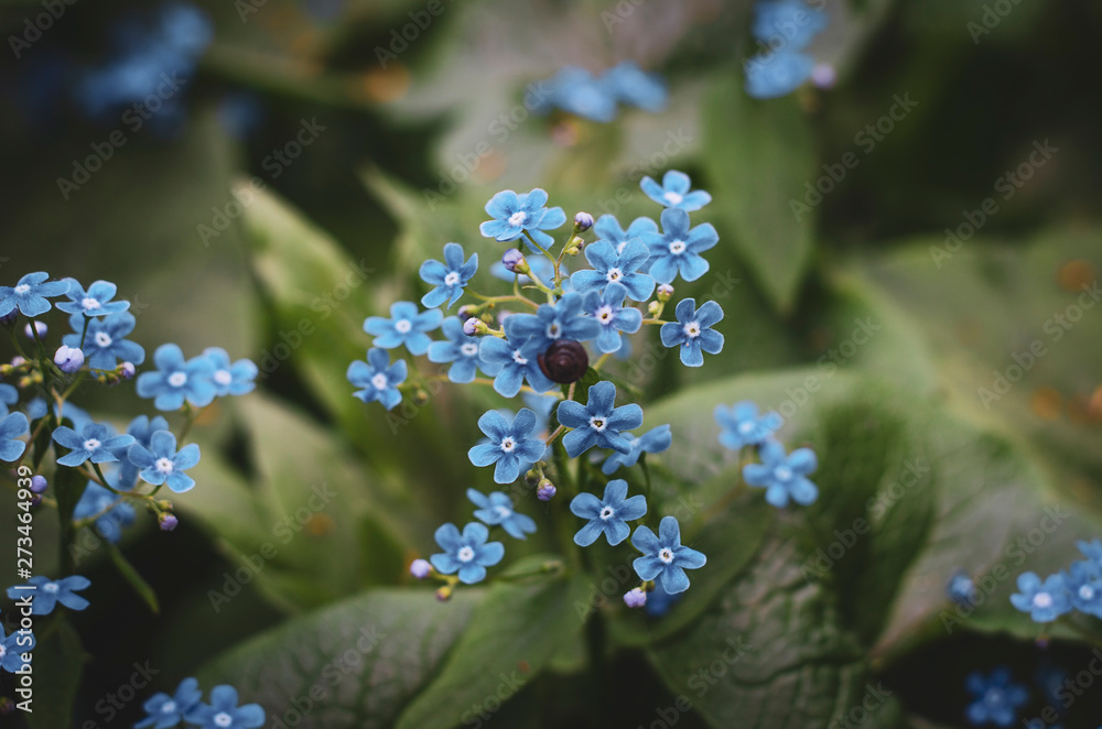 Forget-me-not flower. Summer bloom. Bokeh effect. Close-up. Forget-me-not flower. Summer bloom. Bokeh effect. Close-up.