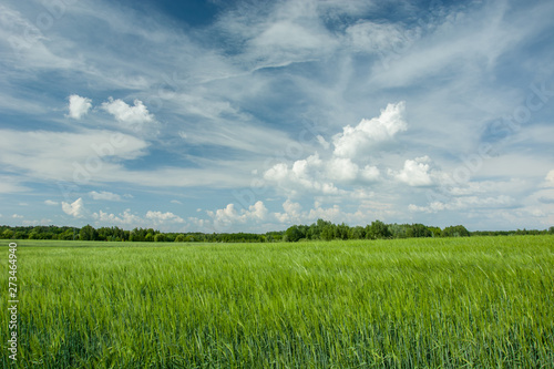 Green cereal, forest and white clouds on blue sky