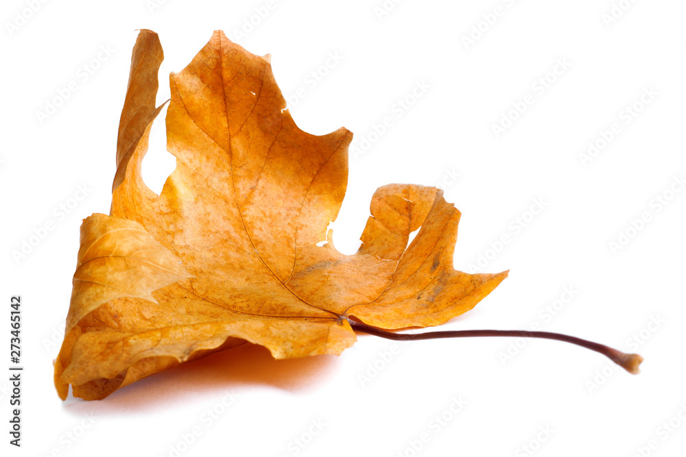 Autumn maple branch with leaves with shadow isolated Autumn maple branch with leaves with shadow isolated
