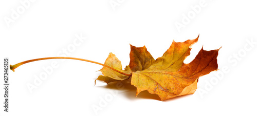Autumn maple branch with leaves with shadow isolated