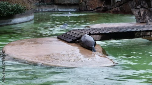 Pond with seals in the Berlin Zoological garden. Zoo Berlin. Pan shot in 4k prores.