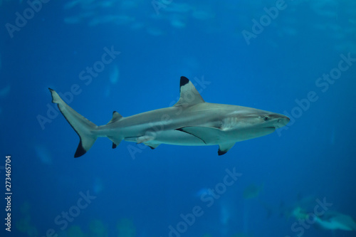 Blacktip reef shark (Carcharhinus melanopterus). © Vladimir Wrangel
