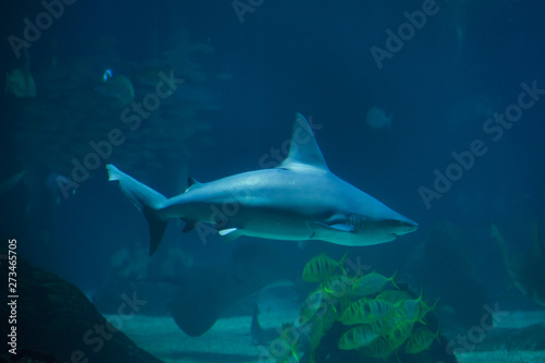 Sandbar shark (Carcharhinus plumbeus)