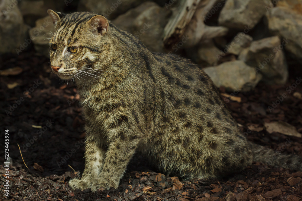 Fototapeta premium Fishing cat (Prionailurus viverrinus).