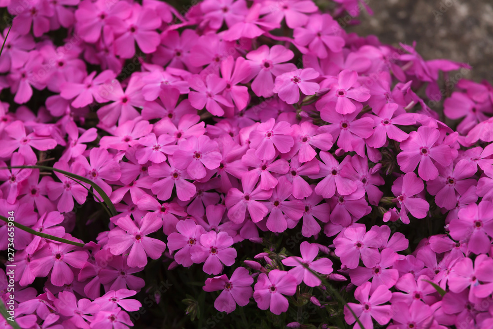 Creeping phlox (Phlox subulata) Creeping phlox (Phlox subulata)
