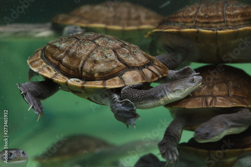 Roti Island snake-necked turtle (Chelodina mccordi)