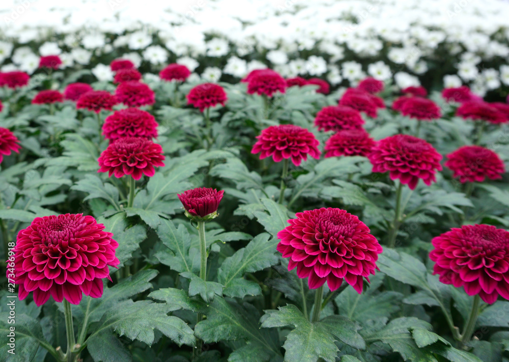 Beautiful purple chrysanthemum flowers in a dutch greenhouse Beautiful purple chrysanthemum flowers in a dutch greenhouse