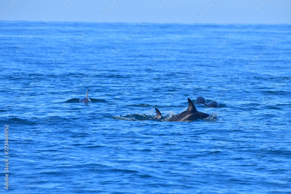 Fototapeta premium ドルフィンウォッチング