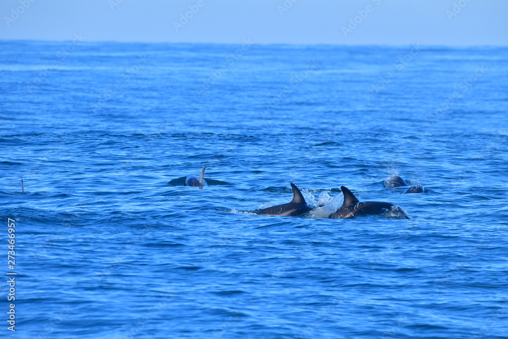 Fototapeta premium ドルフィンウォッチング