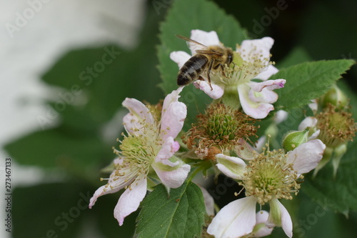 Biene auf Futtersuche an Blüten einer Brombeer-Staude