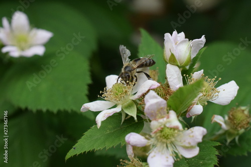 Biene auf Futtersuche an Blüten einer Brombeer-Staude