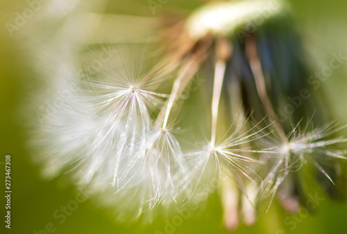 Dandelion grows in the park