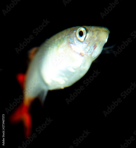 Little fish on a black background